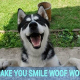 DOG-MAKE-YOU-SMILE