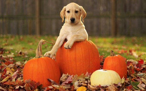 DOGPUMPKINS_zps407f913f1.jpg