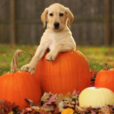 DOGPUMPKINS_zps407f913f1