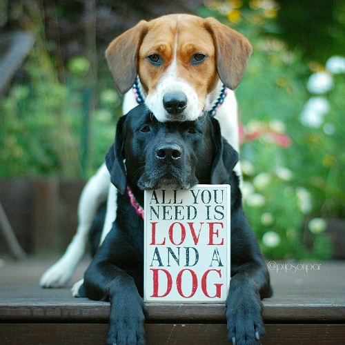 DOGS-ALL-YOU-NEED-IS-LOVE_DOG.jpg