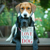 DOGS-ALL-YOU-NEED-IS-LOVE_DOG