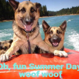 DOGS-AT-LAKE-SUMMER