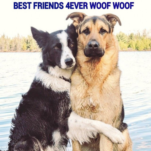 DOGS-BEST-FRIENDS-4EVER.jpg