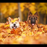 DOGS-IN-LEAVES