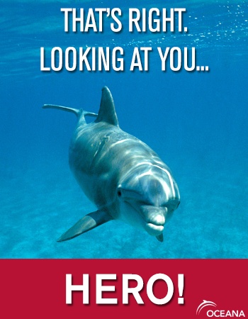 DOLPHIN-LOOKING-AT-YOU-HERO.jpg