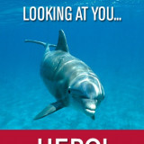 DOLPHIN-LOOKING-AT-YOU-HERO