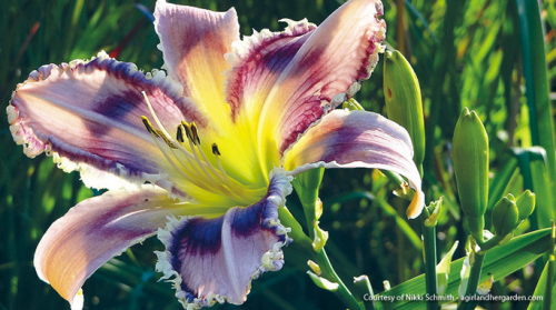 DayLilies 