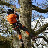 Dublin-Tree-Surgeon