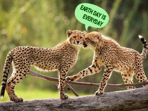 EARTH DAY CHEETAHS