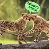 EARTH-DAY-CHEETAHS