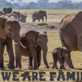 ELLIES-WE-ARE-FAMILY