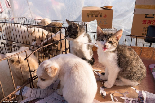 END-DOG-AND-CAT-MEAT-TRADE-NOW.jpg