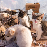 END-DOG-AND-CAT-MEAT-TRADE-NOW