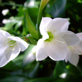 EUCHARIS-LILY-2