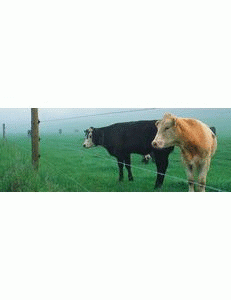 How a high tensile fencing keep the stray animals away? Learn more in depth about electric fencing materials and stable supplies online. Visit our website. https://www.electric-fence.com/