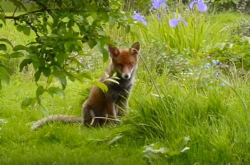 FOX IN GRASS