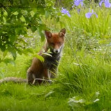 FOX-IN-GRASS