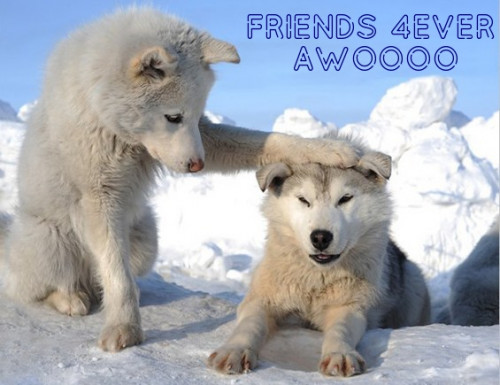 FRIENDS-4EVER-AWOOOO.jpg
