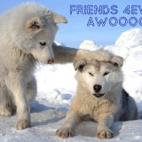 FRIENDS-4EVER-AWOOOO