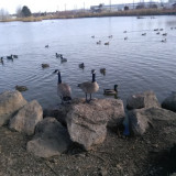 GEESE-LION-LAKE-2-18