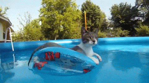 GIF-CAT-FLOATING-IN-POOL.gif