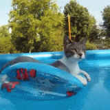 GIF-CAT-FLOATING-IN-POOL