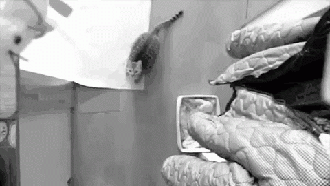 GIF CAT JUMPING UP