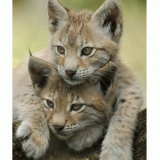 GIF-LYNX-PALS.gif