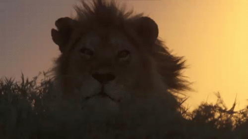 GIF-MALE-LION-IN-WIND.gif