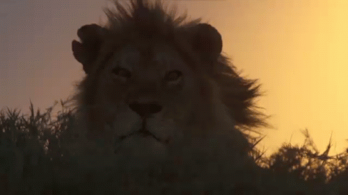 GIF MALE LION IN WIND