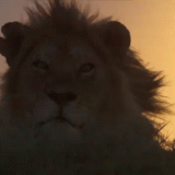 GIF-MALE-LION-IN-WIND