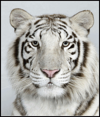 GIF-TIGER-FACES-CLOSEUP.gif