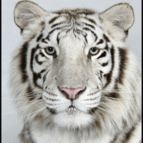 GIF-TIGER-FACES-CLOSEUP