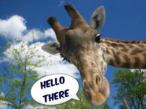 GIRAFFE-HELLO-THERE.jpg