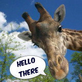 GIRAFFE-HELLO-THERE