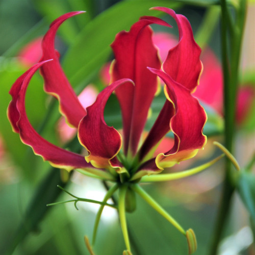 GLORIOSA SUPERBA (2)