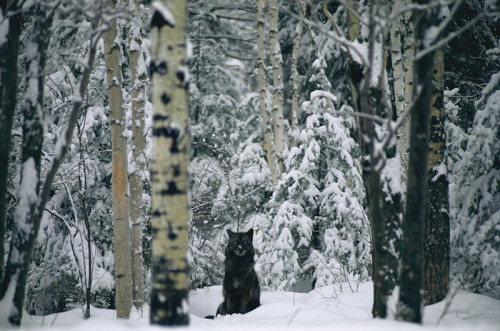 GRAY-WOLF-IN-SNOW.jpg