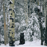 GRAY-WOLF-IN-SNOW