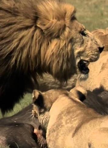 Game.Of.Lions.2013.PL.EN.TVRip.NatGeoWildHD.AVC.1080i.jpg