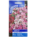 Godetia-Little-Frills-Mix-set-of-1-1