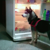 HUSKY-LAYING-IN-FRIGERATOR-GIF