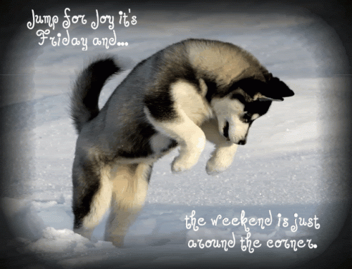 HUSKY-WEEKEND-AROUND-CORNER.gif