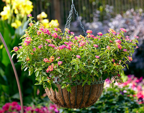 Hanging Baskets