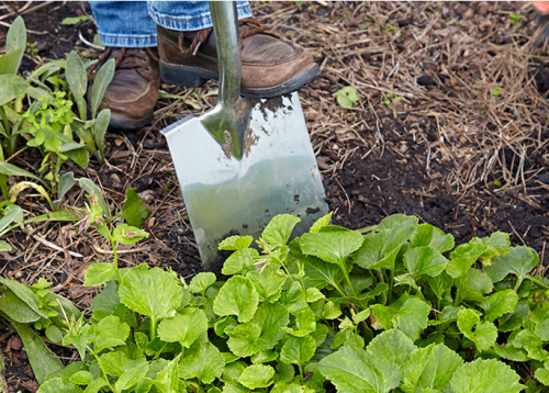 If you want to grow more of your favorite plants or find How to Divide them in a bid to revive the overcrowded varieties, find the tips at your Garden Gate Magazine. The process is simple. https://www.gardengatemagazine.com/articles/how-to/divide/3-simple-ways-to-divide-plants/