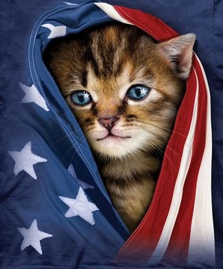 KITTEN-IN-FLAG.jpg