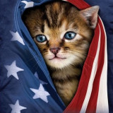 KITTEN-IN-FLAG