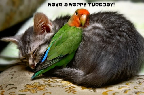 KITTY-BIRD-TUESDAY.jpg