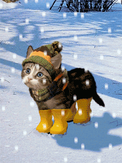 KITTY-IN-SNOW.gif