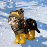 KITTY-IN-SNOW