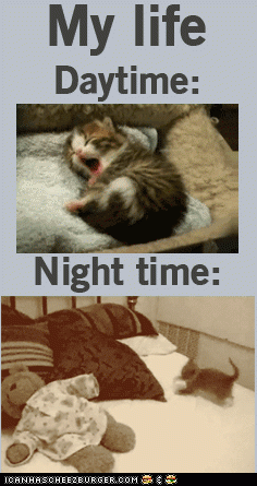 KITTY MY LIFE DAY AND NIGHT TIME